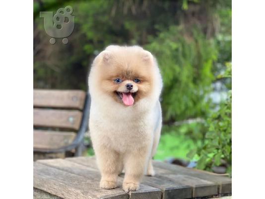 Pomeranian puppies available